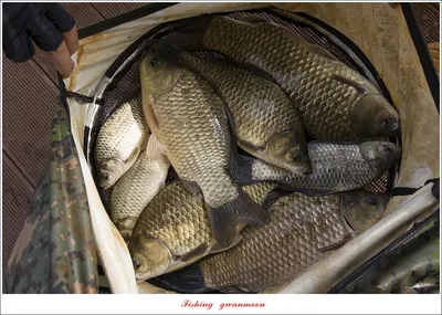 솔 4 짜 3 수 및 마릿수 대물..종점 4 짜 조황..