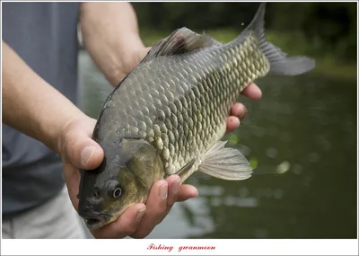 명서 4 짜..화곡지 대물 및 마릿수 조황..