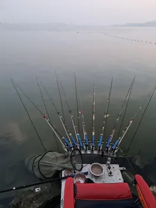 평택호 진위천 조황 소식