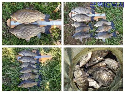 봄붕어 대박조황 ~~