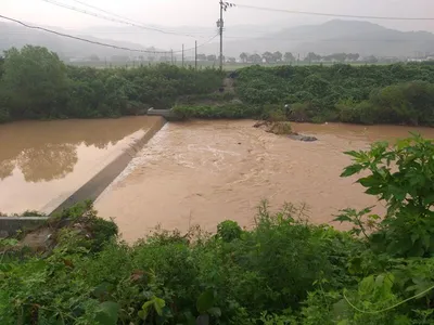 고삼지 노지 대물들 나옵니다