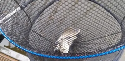 청미천과 사암지 조황