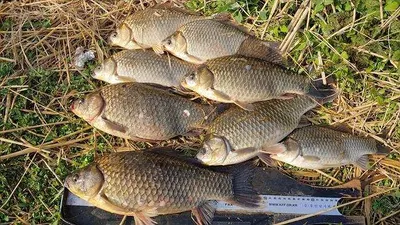 의성권 4짜와 대물마릿수 ~