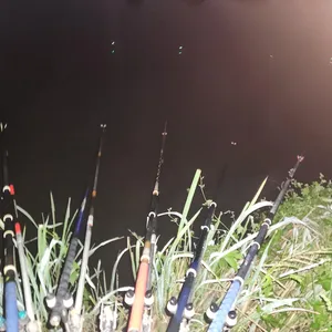 평택호 진위천 남양호 조황 소식