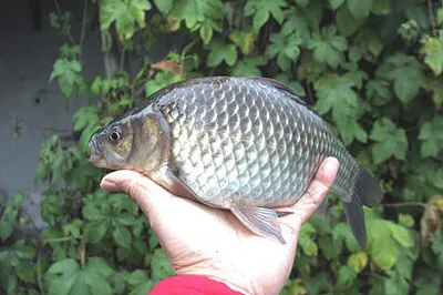 한해 시즌을 마감하는 조황안내 입니다.