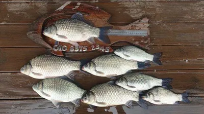 고삼지-오름수위속 붕어들