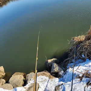 진위천 조황 소식