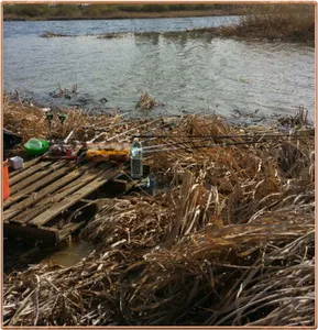 진위천 조황 소식