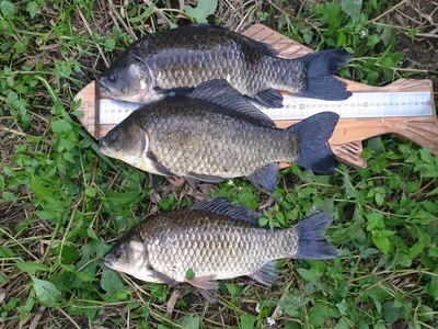 9월19일 오늘아침, 위천강 대물마릿수 조황과 산호지 마릿수조황~~