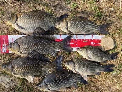 이게 고삼지의 저력입니다