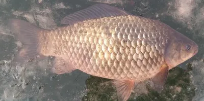 빵빵한 대물붕어--고삼지