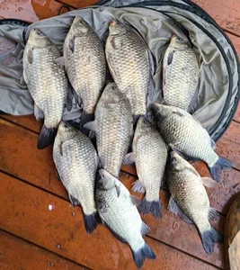 송전지===좋은 조황의 모습