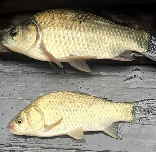 삼복지절-8월의 붕어낚시