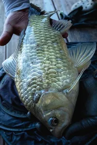 솔 4 짜 대물 조황..