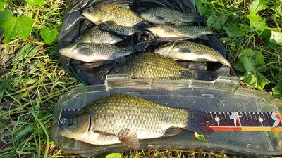 경북북부권 가을대물낚시 시즌이 시작되었습니다