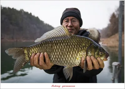 신리 43.5 cm..솔 낚시터 향어 조황..