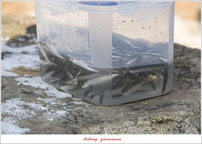 중산지..이곡지..구안지 빙어 낚시..