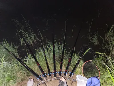 진위천 평택호 남양만 조황 소식