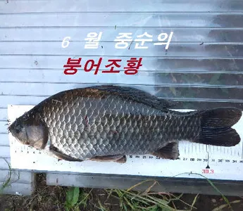 6월 중순에 드리는 조황안내 입니다.