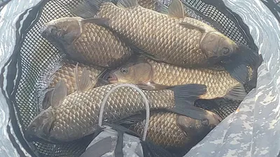 경북북부권 조황입니다