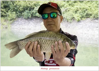 돌감 41.5 cm..41 cm 및 허리급 월척 조황..