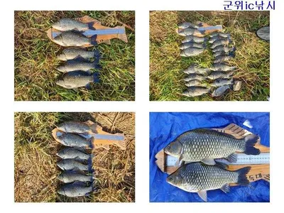 위천강 꾸준한 대박조황 ~~