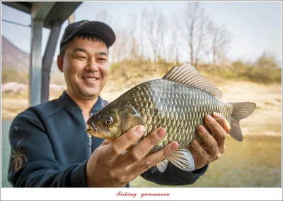 솔 낚시터 벗꽃 붕어..