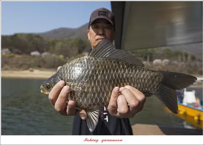 솔 38 cm..한버들 월척..화곡지 45 cm 대물 조황..