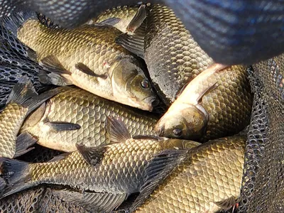 경북북부권 조황입니다