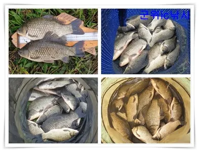 위천강 대박 호조황과 소류지조황~~