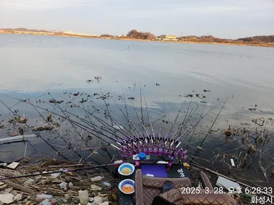평택호 진위천 남양호 조황 소식