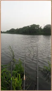 진위천 조황 소식