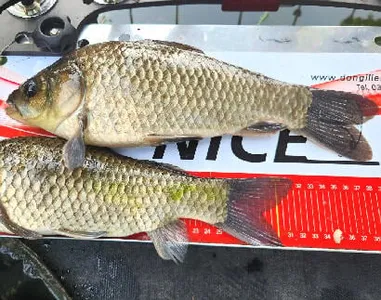 8월초-폭염 경보속 저수지 상황