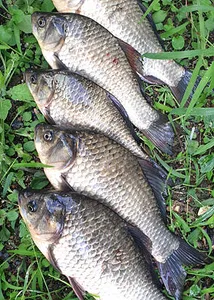 영그는 가을-9월 중순의 조황안내