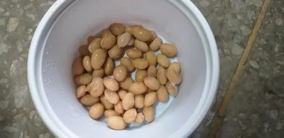 오름수위중==고삼지