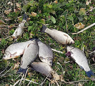 경칩-봄붕어 소식이 코로나19를 날려 버리길....