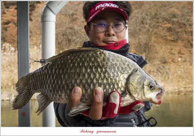 돌감 39 cm..한버들 월척 조황..