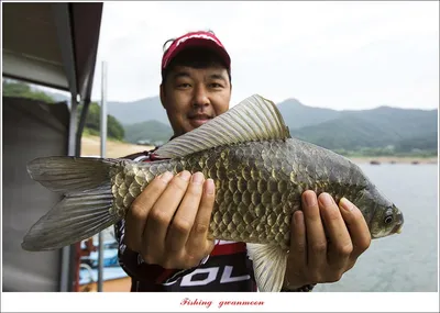 솔 42.5 cm..38 cm.. 목벌 4 짜 조황..