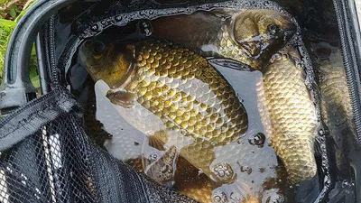 경북북부권조황입니다 