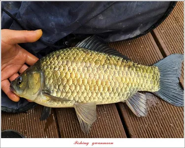 목벌 낚시터 4 짜 대물 조황..