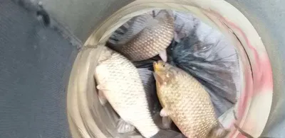 고삼지-비내리는날 노지포인트