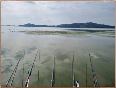 진위천 조황 소식