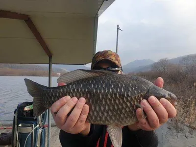 [고삼지]4짜와 노지 붕어들