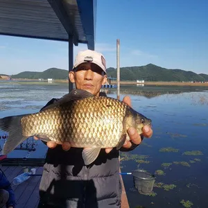 송전지- 오산집 호조황 모습