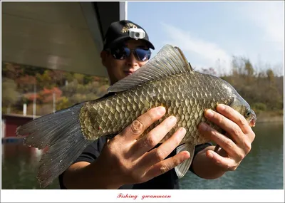 솔 4 짜 및 명서 월척 조황..