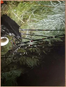 진위천 조황 소식