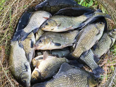 경북북부권 조황입니다