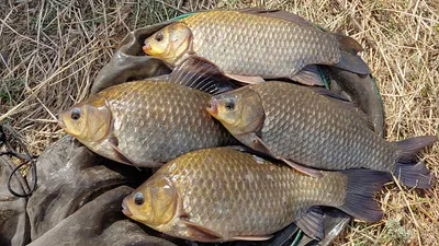 경북북부권 부분적인산란이 시작되고