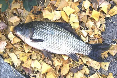 늦가을의 저수지-11월 중순의 조황안내 입니다.