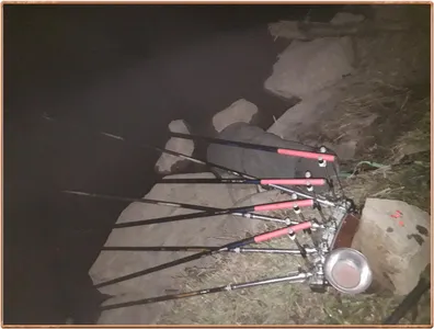 진위천 조황 소식